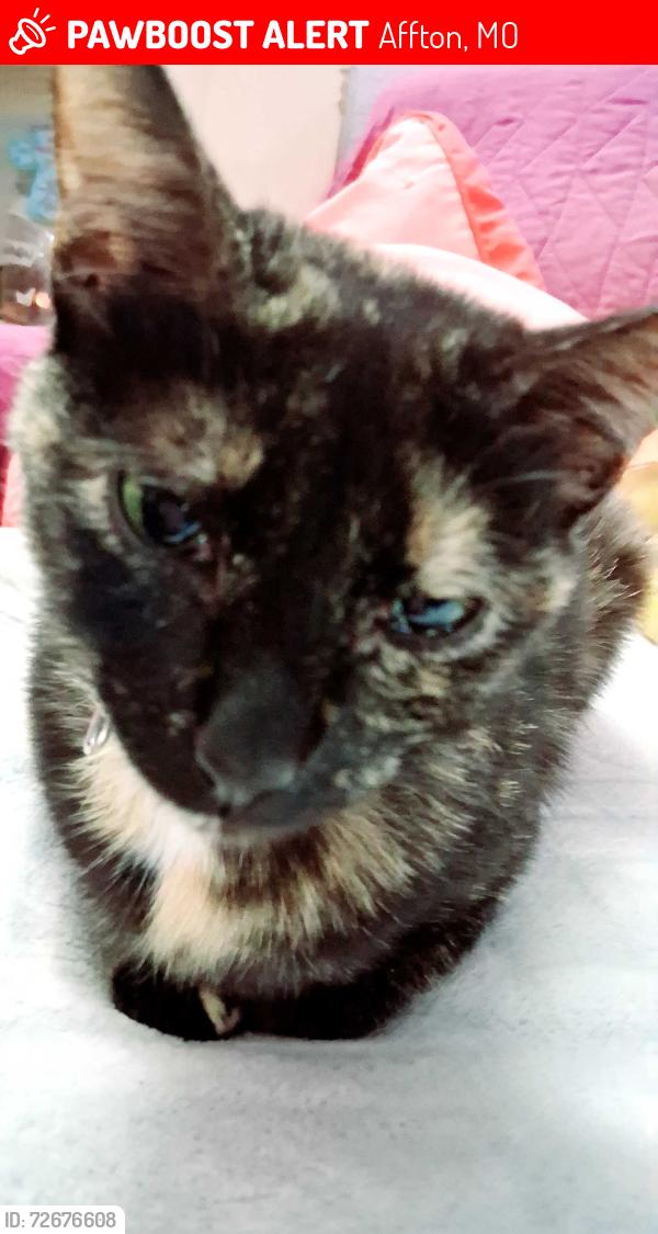 Lost Female Cat last seen Maxwell and Pilot...Affton, Affton, MO 63123