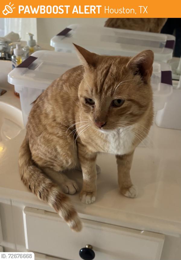 Found/Stray Male Cat last seen FM 529 & Spencer, Houston, TX 77095