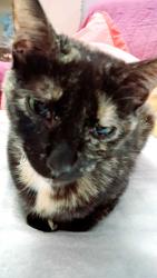 Lost Female Cat last seen Maxwell and Pilot...Affton, Affton, MO 63123