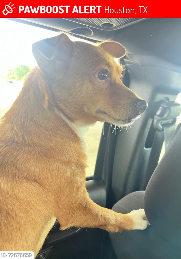 Lost Female Dog last seen Near Dixie Drive, Houston, TX 77087