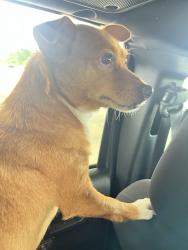 Lost Female Dog last seen Near Dixie Drive, Houston, TX 77087