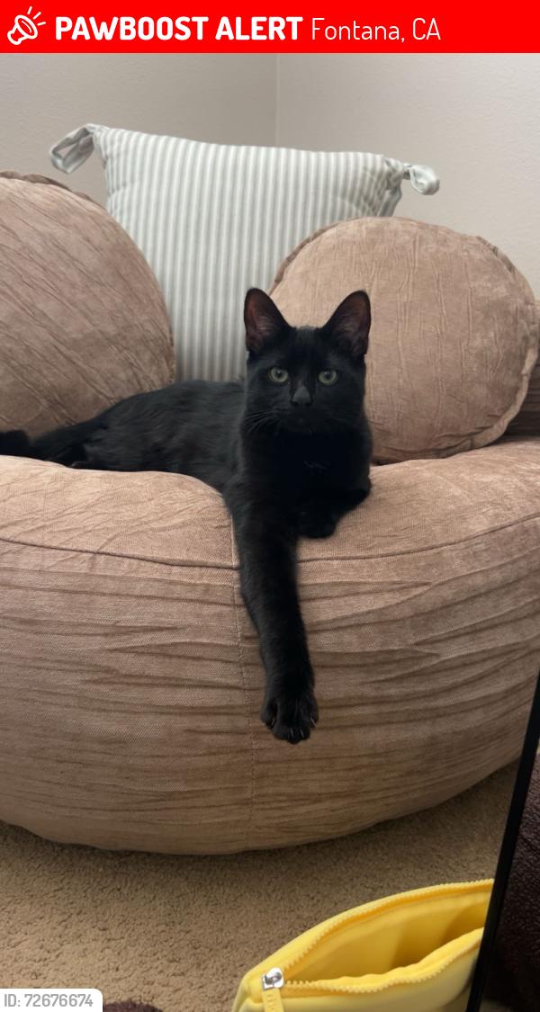 Lost Male Cat last seen Duncan Canyon Road, Fontana, CA 92336