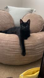 Lost Male Cat last seen Duncan Canyon Road, Fontana, CA 92336