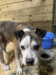 Found/Stray Male Dog last seen Massy Rd, Gunter, TX 75058