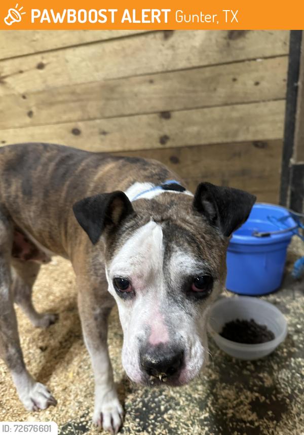 Found/Stray Male Dog last seen Massy Rd, Gunter, TX 75058