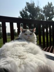 Lost Male Cat last seen Lake hill golf course, Billings, MT 59105