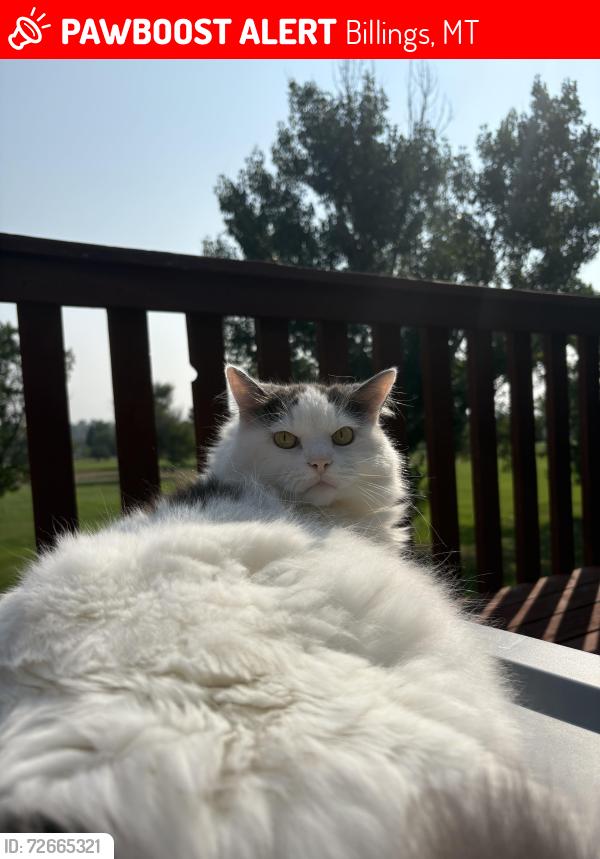 Lost Male Cat last seen Lake hill golf course, Billings, MT 59105