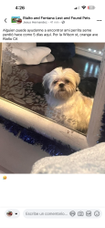 Lost Male Dog last seen Rialto CA, Rialto, CA 92376
