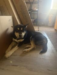 Found/Stray Male Dog last seen 53rd street, Lubbock, TX 79413