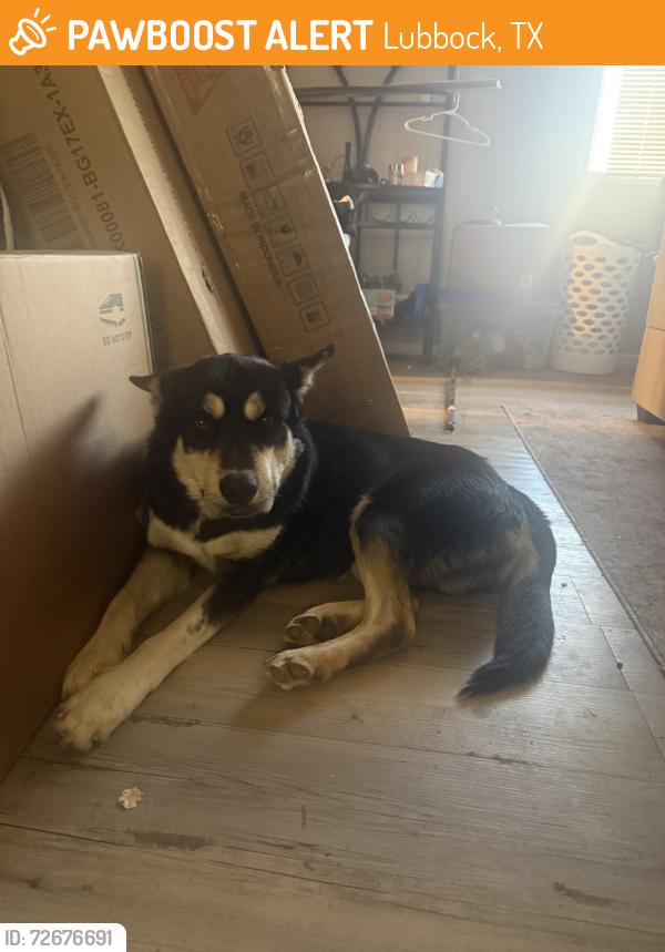 Found/Stray Male Dog last seen 53rd street, Lubbock, TX 79413