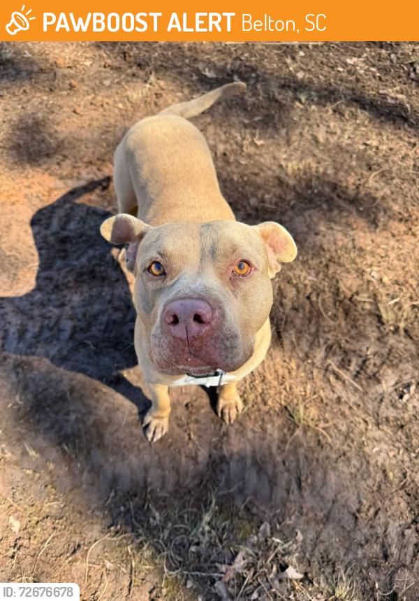 Found/Stray Male Dog last seen Cooley Bridge road , Belton, SC 29627