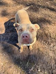 Found/Stray Male Dog last seen Cooley Bridge road , Belton, SC 29627