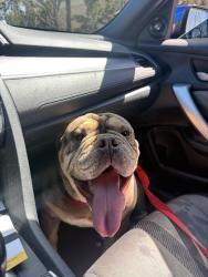 Found/Stray Male Dog last seen Csusb lot N , San Bernardino, CA 92407