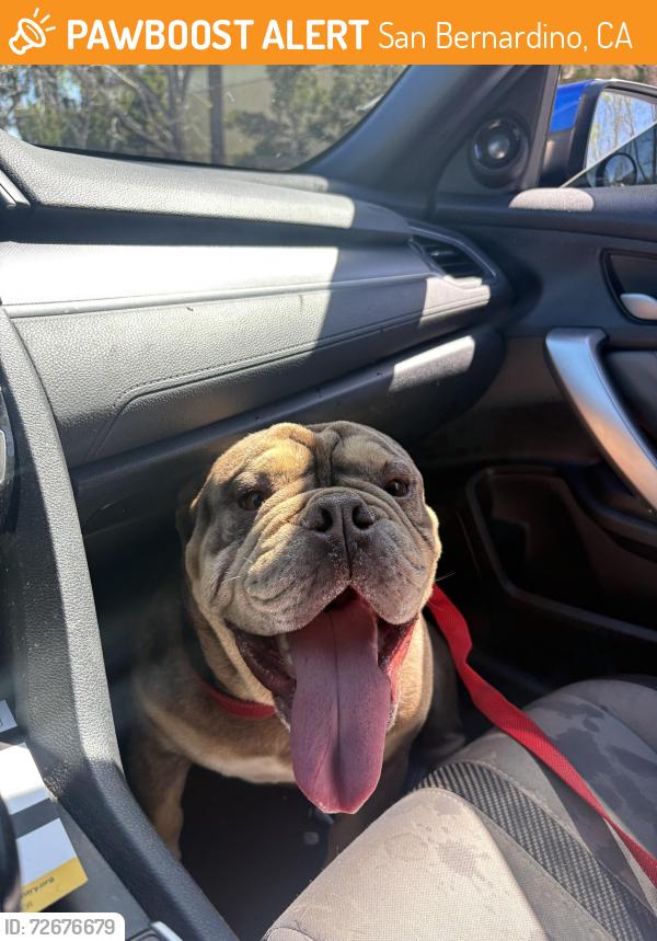 Found/Stray Male Dog last seen Csusb lot N , San Bernardino, CA 92407
