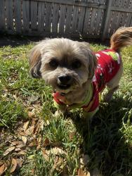 Found/Stray Female Dog last seen Forest fern, Live Oak, TX 78233