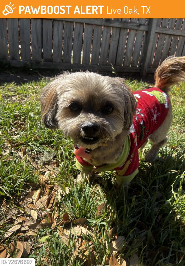 Found/Stray Female Dog last seen Forest fern, Live Oak, TX 78233