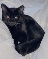 Lost Male Cat last seen James Gibson Elementary School , Henderson, NV 89074