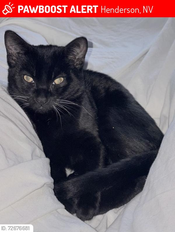 Lost Male Cat last seen James Gibson Elementary School , Henderson, NV 89074