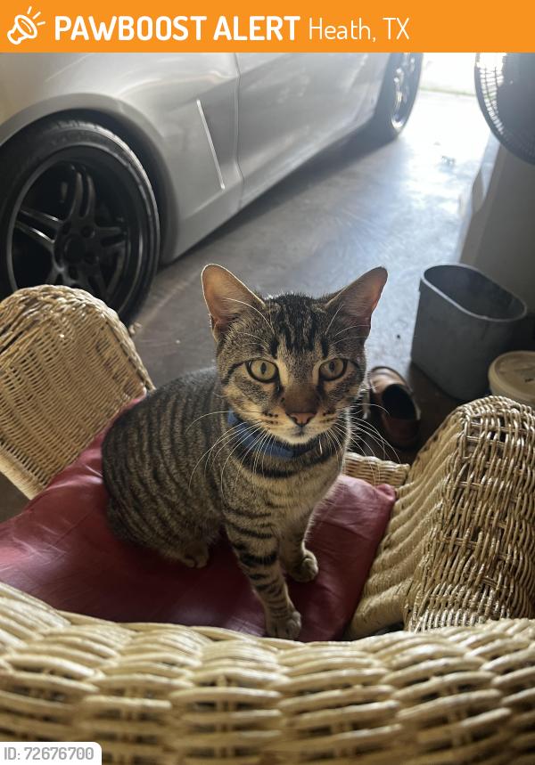 Found/Stray Male Cat last seen Rockwall Heath high school , Heath, TX 75032