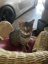 Found/Stray Male Cat last seen Rockwall Heath high school , Heath, TX 75032