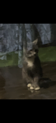 Found/Stray Unknown Cat last seen Ingraham, Marysville, WA 98270