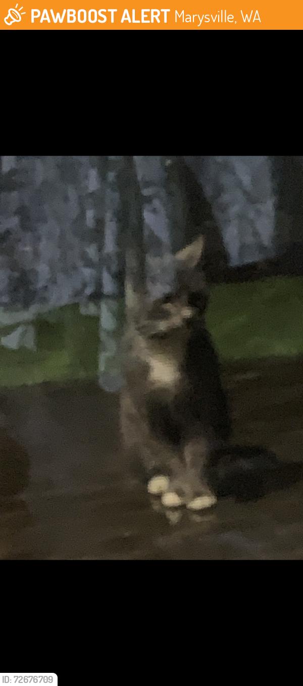 Found/Stray Unknown Cat last seen Ingraham, Marysville, WA 98270