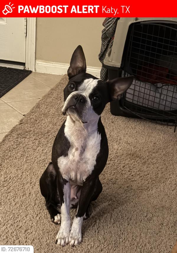 Lost Female Dog last seen Hazel Ranch Dr., Katy, TX 77494