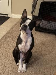 Lost Female Dog last seen Hazel Ranch Dr., Katy, TX 77494