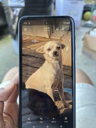 Lost Female Dog last seen el Dorado street , Stockton, CA 95207