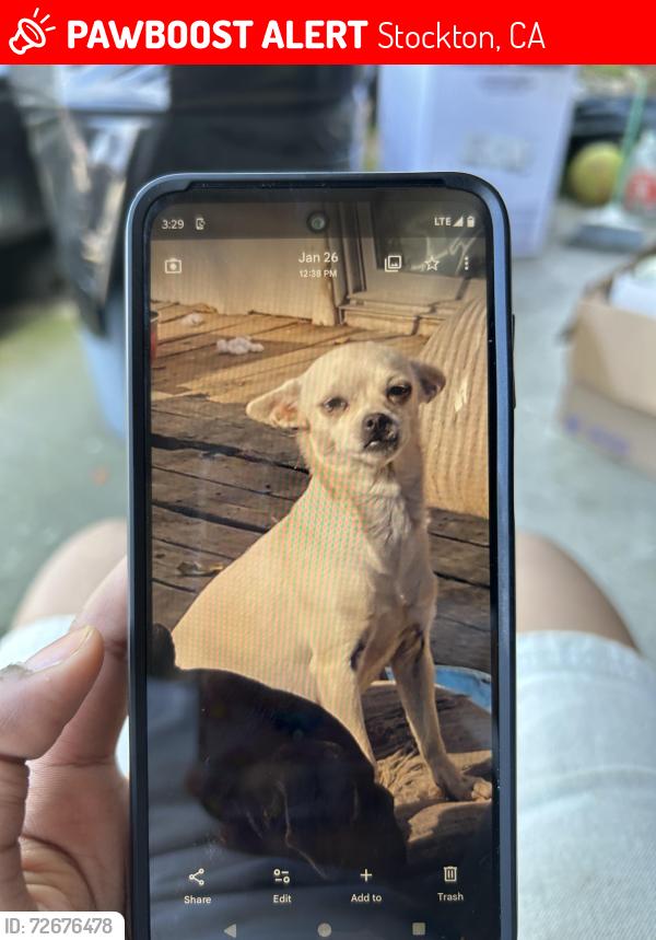 Lost Female Dog last seen el Dorado street , Stockton, CA 95207