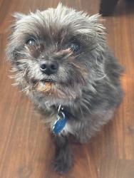 Lost Male Dog last seen Near Ellison ave, Omaha, NE 68111