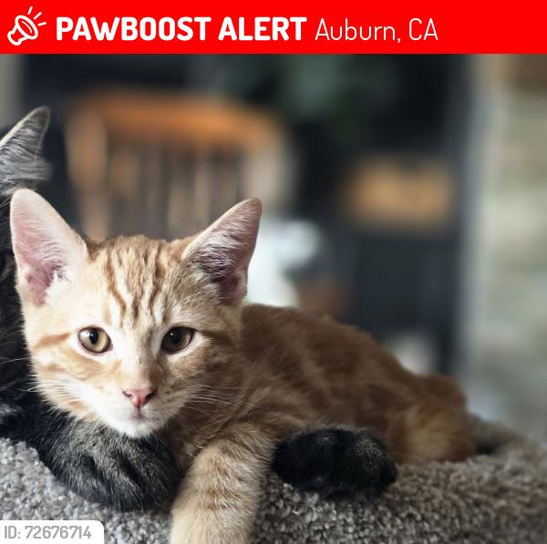 Lost Male Cat last seen Hampton Court, Auburn California, Auburn, CA 95603