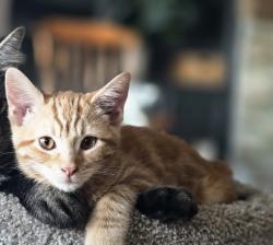 Lost Male Cat last seen Hampton Court, Auburn California, Auburn, CA 95603
