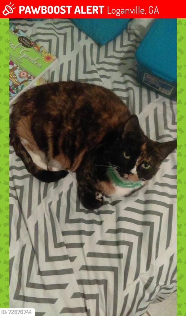 Lost Female Cat last seen Beaver road , Loganville, GA 30052