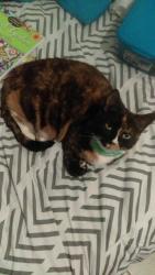 Lost Female Cat last seen Beaver road , Loganville, GA 30052