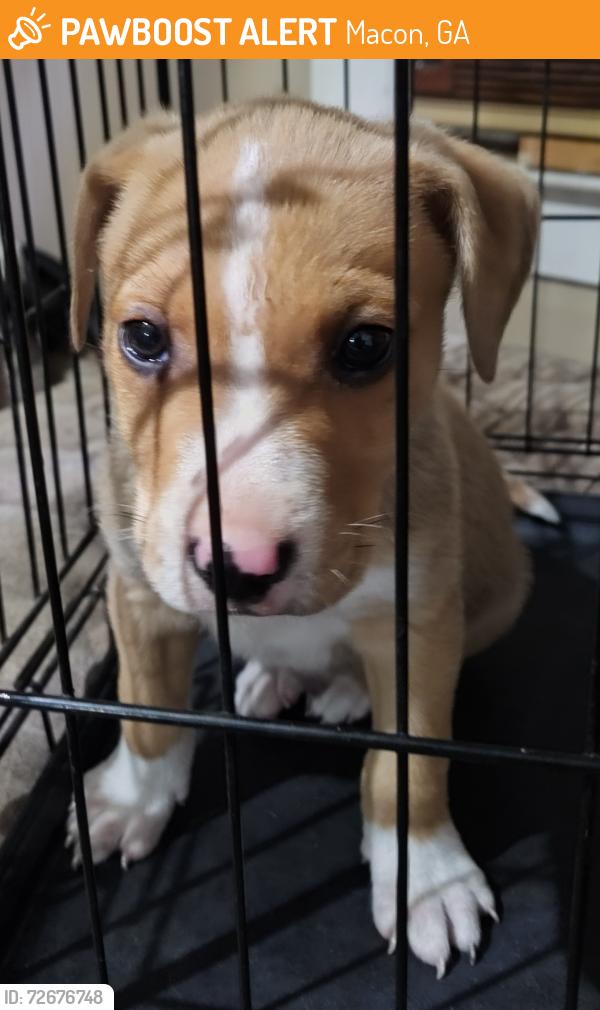 Found/Stray Male Dog last seen 7th St, Macon, GA 31206