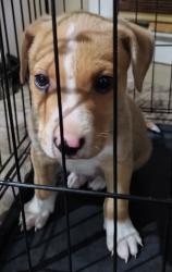 Found/Stray Male Dog last seen 7th St, Macon, GA 31206