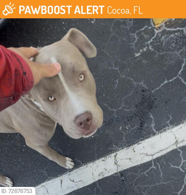 Found/Stray Male Dog last seen King street, Aurora street, Cocoa, FL 32922