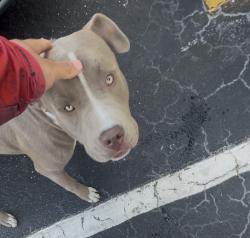 Found/Stray Male Dog last seen King street, Aurora street, Cocoa, FL 32922