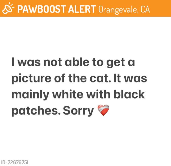 Found/Stray Unknown Cat last seen Greenback Ln. & Almond Ave. , Orangevale, CA 95662