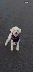 Lost Male Dog last seen Near west . West valley city, West Valley City, UT 84120