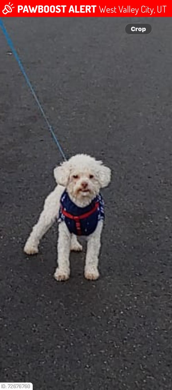 Lost Male Dog last seen Near west . West valley city, West Valley City, UT 84120