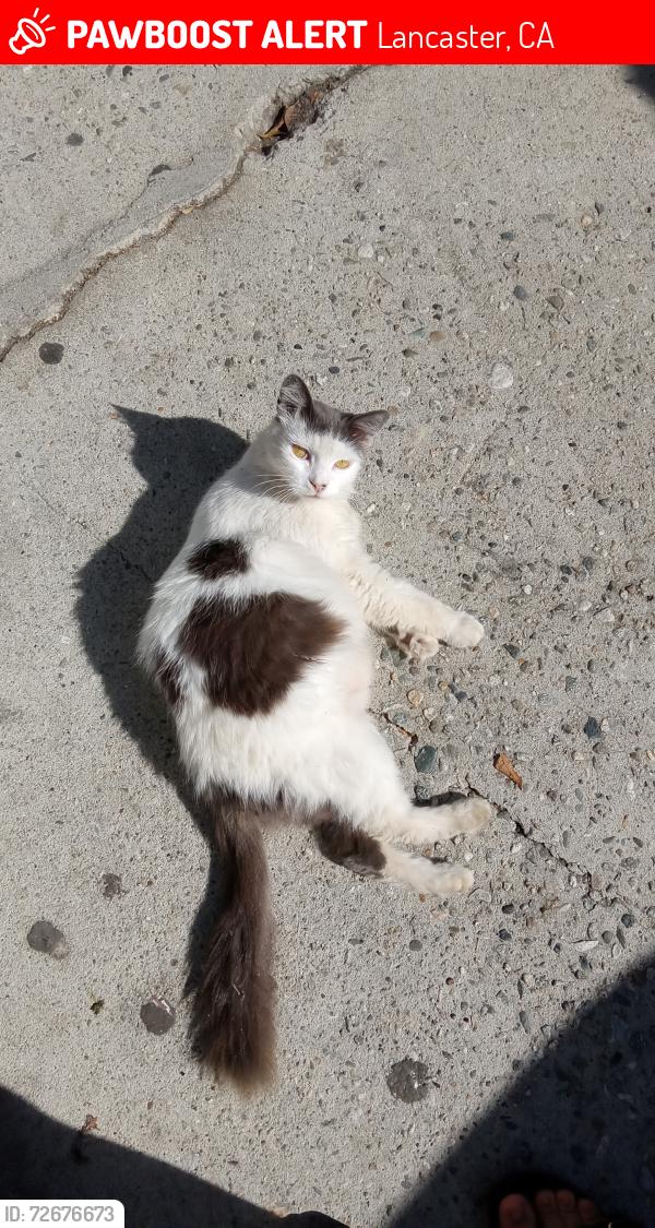 Lost Female Cat last seen Valeport Avenue and East Avenue N 8, Lancaster, CA 93535