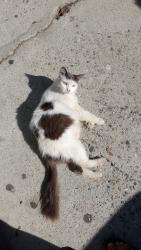 Lost Female Cat last seen Valeport Avenue and East Avenue N 8, Lancaster, CA 93535