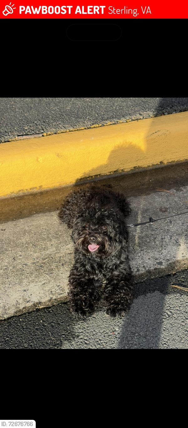 Lost Male Dog last seen Near Thoreau ct, Sterling, VA 20164