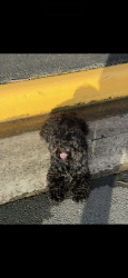 Lost Male Dog last seen Near Thoreau ct, Sterling, VA 20164