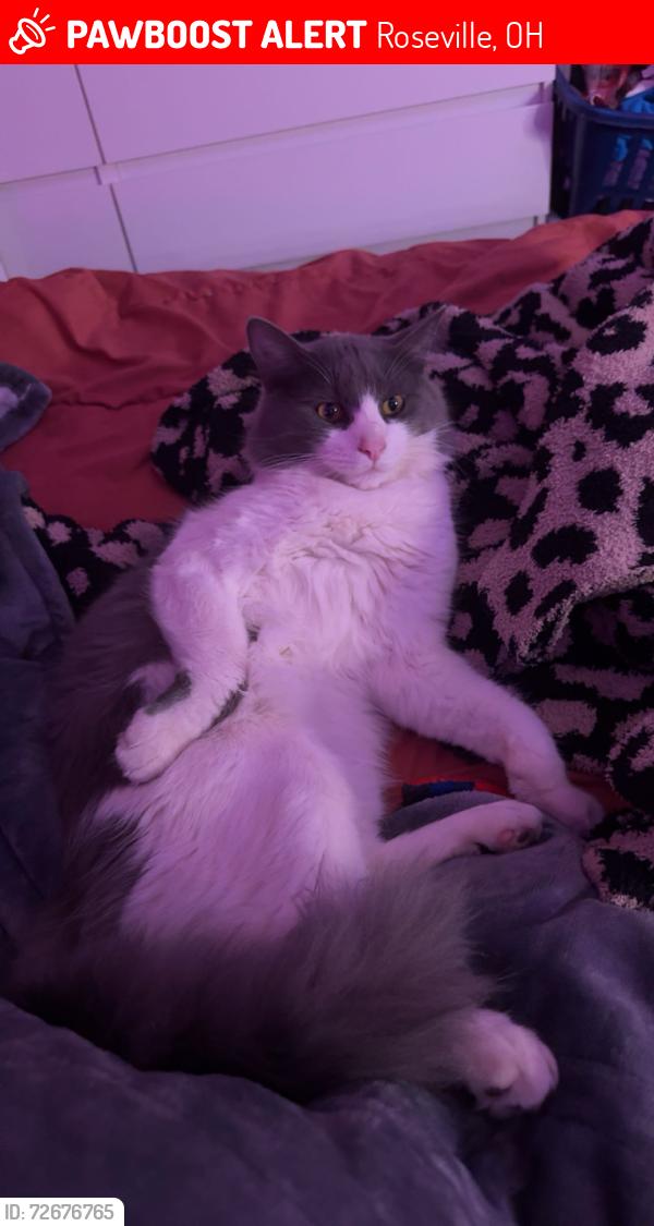 Lost Male Cat last seen Roseville Post Office , Roseville, OH 43777