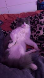 Lost Male Cat last seen Roseville Post Office , Roseville, OH 43777