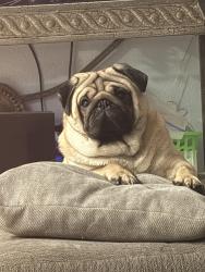 Lost Male Dog last seen Muskingum and 23rd , Odessa, TX 79761