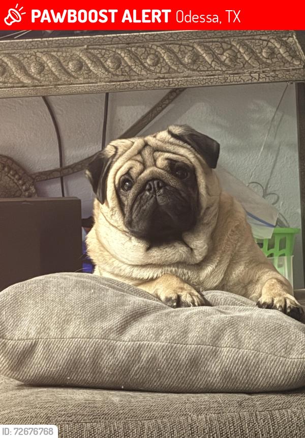 Lost Male Dog last seen Muskingum and 23rd , Odessa, TX 79761